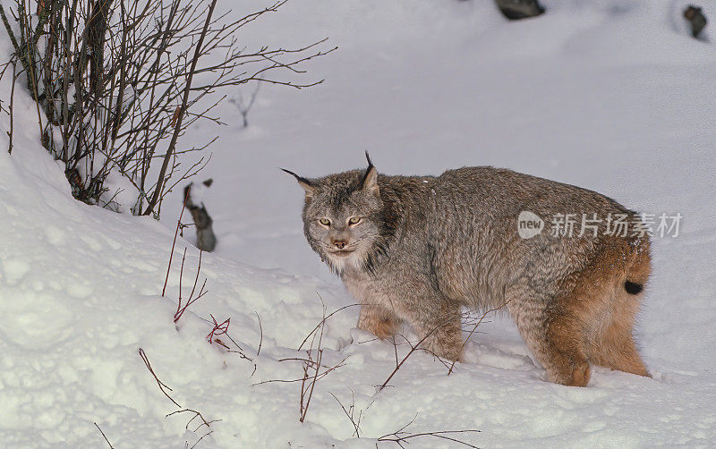 加拿大猞猁(lynx canadensis)，或加拿大猞猁，是一种中型的北美猞猁，分布在阿拉斯加，加拿大和美国北部地区。Kalispell、蒙大拿。成年人走在雪地里。